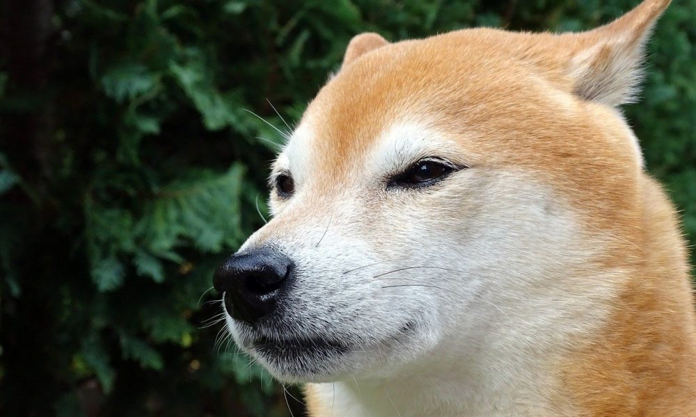 Dogecoin은 충분히 인기가 있습니까?  Hello Pal의 웹 사이트 충돌은 그렇게 제안합니다