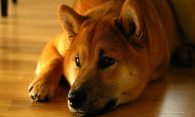 'Dogecoin은 시스템에 대한 약간의 중지입니다'