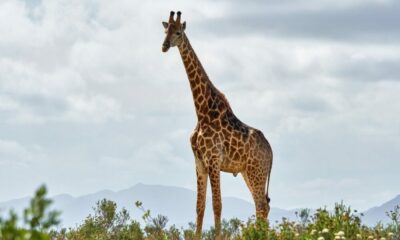 Ethereum의 Vitalik Buterin : 우리 프로젝트에서 발견 한 가장 큰 문제 중 하나는 ...