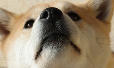 누군가가 그것을 공격하려고하면 Dogecoin이 살아남을 수 있습니까?