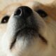누군가가 그것을 공격하려고하면 Dogecoin이 살아남을 수 있습니까?