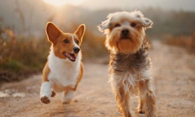 이 암호화폐는 24시간 동안 84% 증가했지만 Dogecoin Foundation은 왜 행복하지 않습니까?