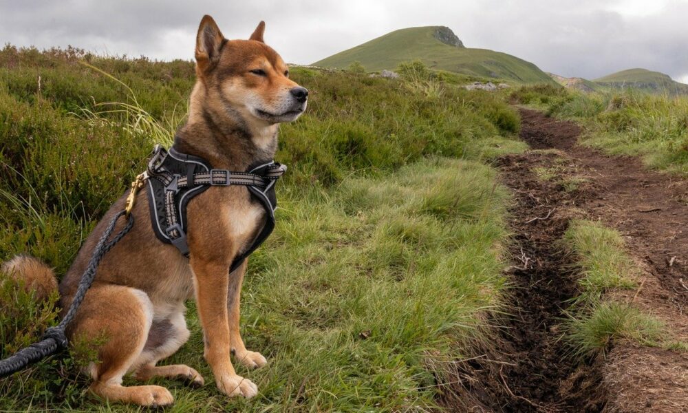 인도: Buterin의 Shiba Inu 기부에 대한 최신 업데이트입니다.