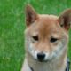 Shiba Inu가 'shitcoin'이라면 거래소에서 여전히 상장하는 이유