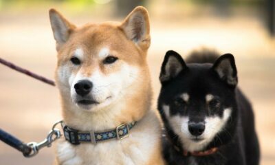 Shiba Inu는 'Coinbase 효과'가 작동함에 따라 시장 조정을 도지합니다.