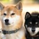 Shiba Inu는 'Coinbase 효과'가 작동함에 따라 시장 조정을 도지합니다.