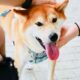 Shiba Inu 강아지가 이 알트코인이 안구를 잡는 데 도움이 된 방법은 다음과 같습니다.