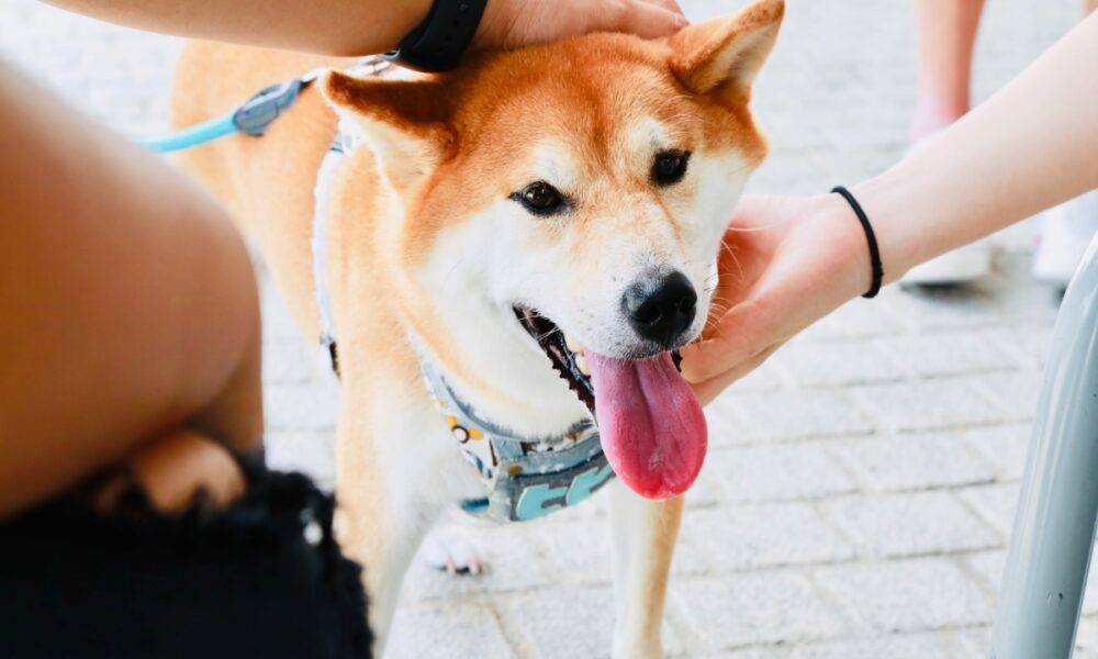 Shiba Inu 강아지가 이 알트코인이 안구를 잡는 데 도움이 된 방법은 다음과 같습니다.