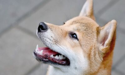 Shiba Inu와 Dogecoin을 '직접' 비교하는 것이 부당한 이유