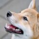 Shiba Inu와 Dogecoin을 '직접' 비교하는 것이 부당한 이유