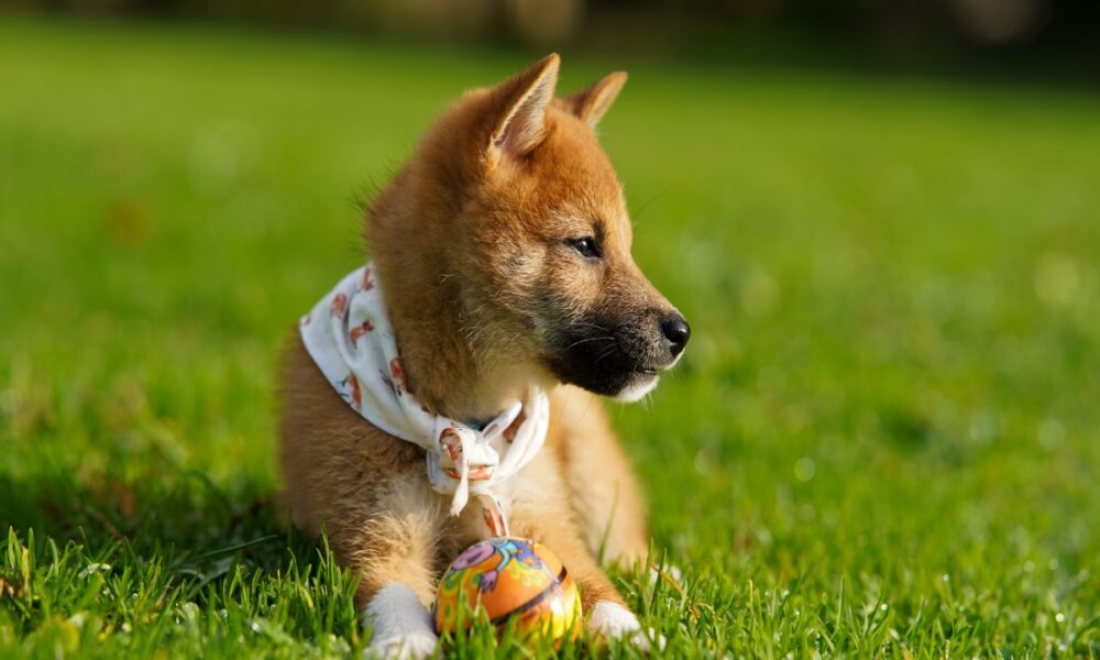 Shiba Inu에 대한 '새로운 존경심'이 1달러를 돌파하는 데 도움이 될 수 있습니까?