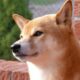 Shiba Inu의 인기는 계속 상승하고 있으며 최근 인도 거래소 ZebPay에 상장되었습니다.
