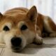 비판에도 불구하고 Shiba Inu는 할 수있는 '요점'이있을 수 있습니다
