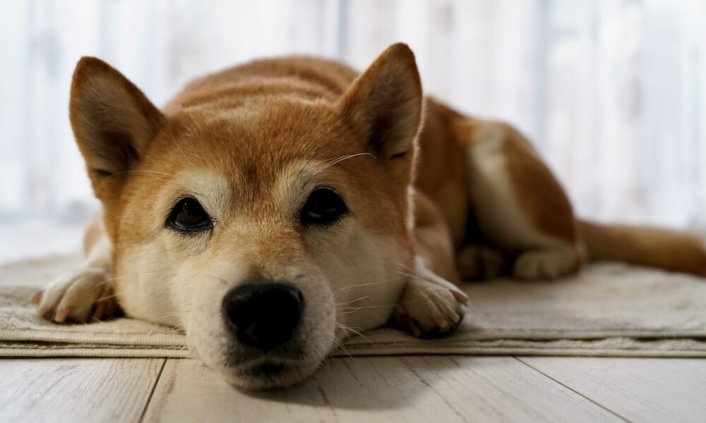 비판에도 불구하고 Shiba Inu는 할 수있는 '요점'이있을 수 있습니다