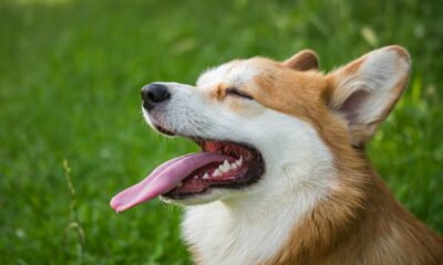 인도 거래소는 DOGE, SHIB를 시장에서 가장 좋아하는 강아지로 지정