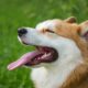 인도 거래소는 DOGE, SHIB를 시장에서 가장 좋아하는 강아지로 지정