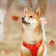 '과대 광고'는 무엇입니까 - Shiba Inu 대 Dogecoin 계속