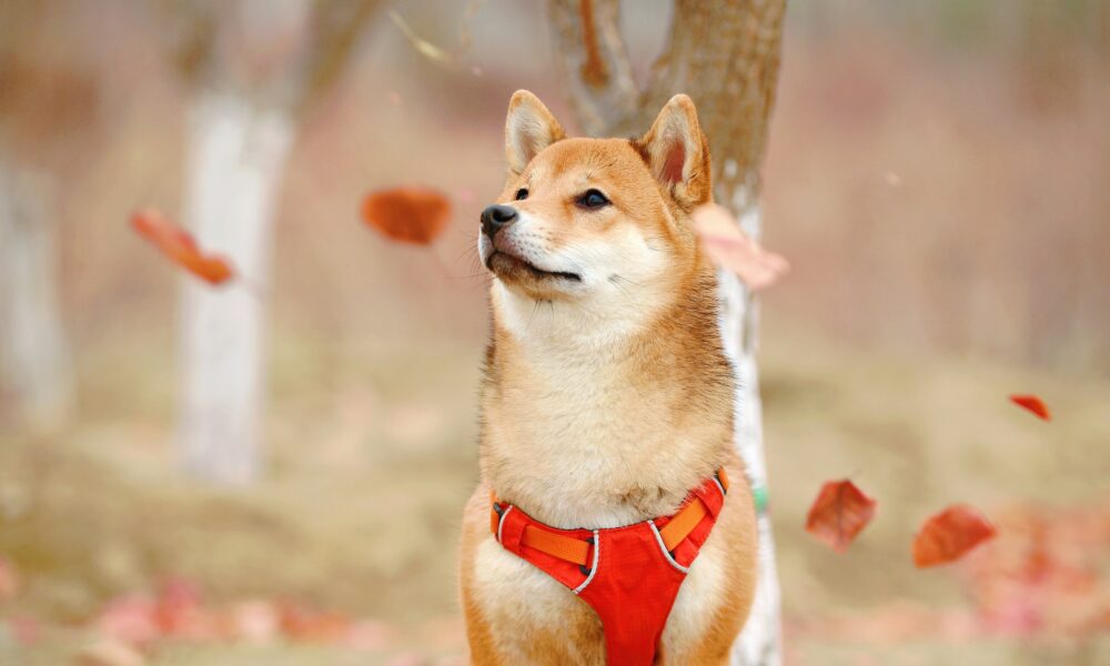 '과대 광고'는 무엇입니까 - Shiba Inu 대 Dogecoin 계속