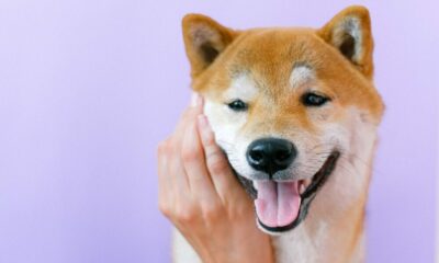Robinhood, Blockchain.com이 '내일 Shiba Inu를 나열할 수 없는 이유'