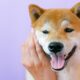 Robinhood, Blockchain.com이 '내일 Shiba Inu를 나열할 수 없는 이유'
