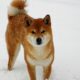 쌍둥이 자리 이후 Kraken은 SHIB 상장 가능성에 대해 '기분 좋게' 될 수 있습니다.