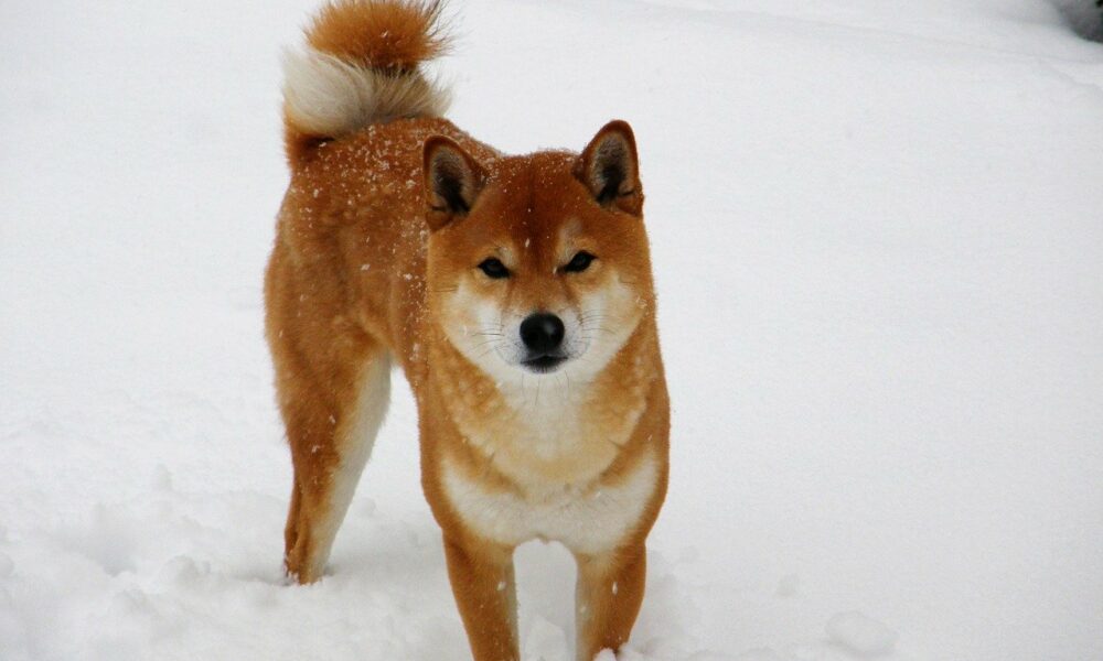 쌍둥이 자리 이후 Kraken은 SHIB 상장 가능성에 대해 '기분 좋게' 될 수 있습니다.