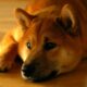 SHIB-DOGE 거래 쌍을 상장하는 것은 Binanace에게 윈-윈으로 판명될 수 있습니다.
