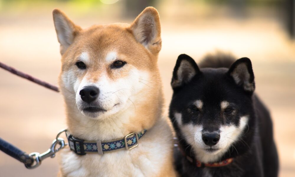 인터넷에 밈이 살아있는 한 Shiba Inu, Dogecoin은 여기에 있습니다.