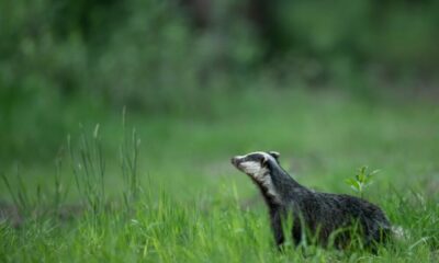BadgerDAO는 익스플로잇의 원인을 밝히고 복구 계획을 자세히 설명합니다.