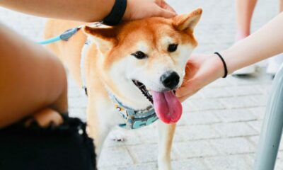 '암호화폐에서 가장 큰 사기': 의료 앱 Shiba Inu, Ask Doctor 사이에 트위터 드라마 분출