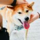 '암호화폐에서 가장 큰 사기': 의료 앱 Shiba Inu, Ask Doctor 사이에 트위터 드라마 분출