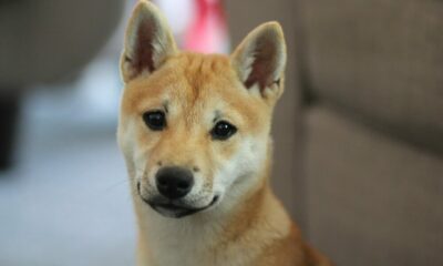 Shiba Inu는 '커뮤니티에 즉각적인 힘'을 주기 위해 Doggy DAO의 첫 번째 단계를 출시합니다.