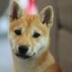 Shiba Inu는 '커뮤니티에 즉각적인 힘'을 주기 위해 Doggy DAO의 첫 번째 단계를 출시합니다.