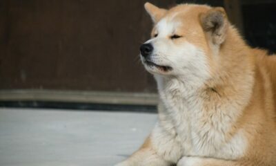 DOGE와 Shiba Inu: 더 많은 회사가 '개 동전'을 받아들이는 이유 식별