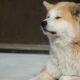 DOGE와 Shiba Inu: 더 많은 회사가 '개 동전'을 받아들이는 이유 식별