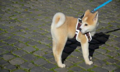 Huobi가 Dogelon Mars를 나열함에 따라 가격은 기쁨으로 뛰었지만 여기에 캐치가 있습니다.
