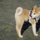 Huobi가 Dogelon Mars를 나열함에 따라 가격은 기쁨으로 뛰었지만 여기에 캐치가 있습니다.