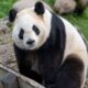WWF UK, Polygon에서 런칭하는 '친환경' NFT에 대한 반발