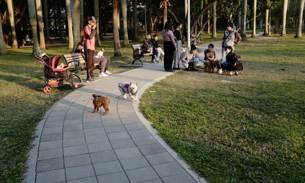 메타버스에 대한 Shiba Inu의 최근 진출은 가장 시끄러운 짖음이 될 것입니까?