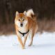 Shiba Inu: 브라질 Foxbit의 ​​새로운 상장이 투자자들에게 의미하는 것