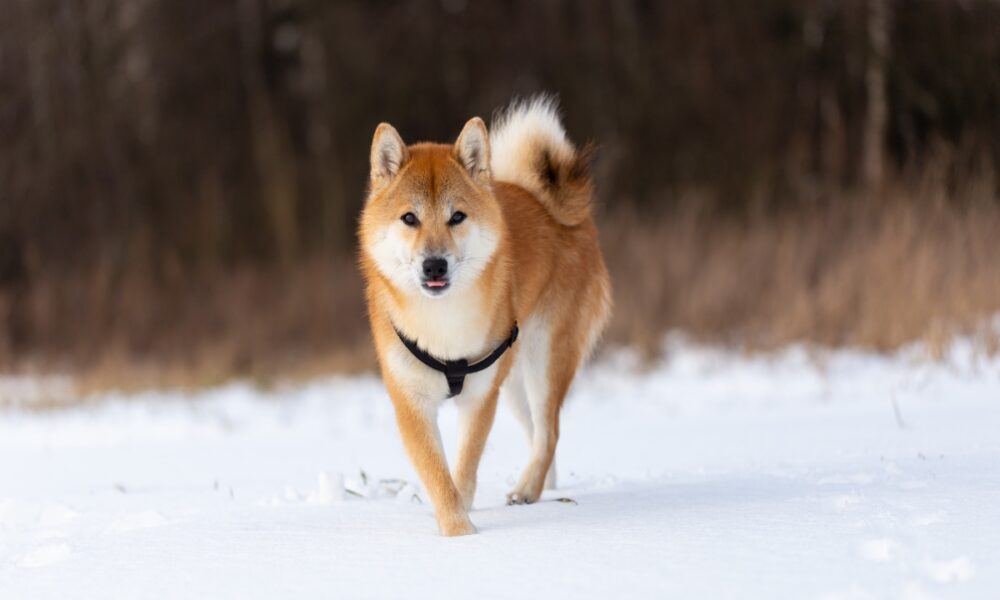 Shiba Inu: 브라질 Foxbit의 ​​새로운 상장이 투자자들에게 의미하는 것