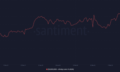 Cardano: 고래가 축적되면서 ADA가 펌프 및 덤프를 위해 설정되고 있습니까?