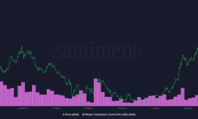 Cardano 사용자 ADA-pt, 공급의 46.6%를 차지하는 고래로 가격 하락