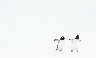 Luca Netz, 250만 달러에 Pudgy Penguins NFT 컬렉션 인수