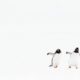 Luca Netz, 250만 달러에 Pudgy Penguins NFT 컬렉션 인수