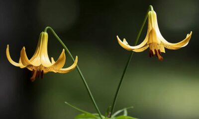 캐나다는 경제 보고서에 암호화, 스테이블코인, CBDC에 대한 컨설팅을 포함합니다.