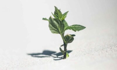 속보: FTX CEO, 암호화폐 거래소 재개 고려 중