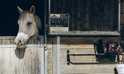 2021년 이후 최저 시가 총액에 있는 Stablecoin: 보고서