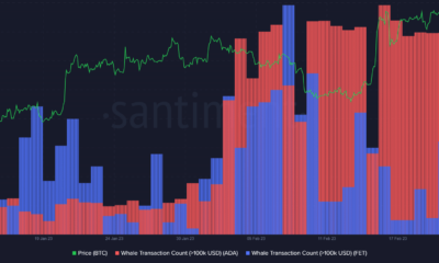 Cardano Fetch AI Whale 트랜잭션 수