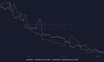 Cardano (ADA) 고래 축적